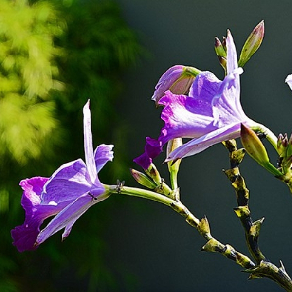 populares tipos de orquideas bambu
