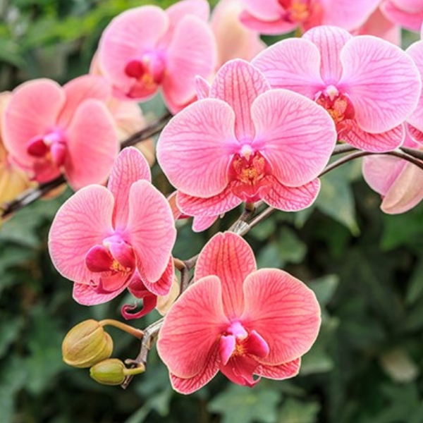 populares tipos de orquideas borboleta