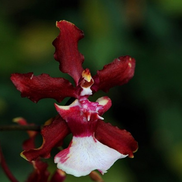 populares tipos de orquideas chocolate