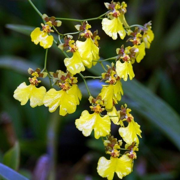 populares tipos de orquideas chuva ouro