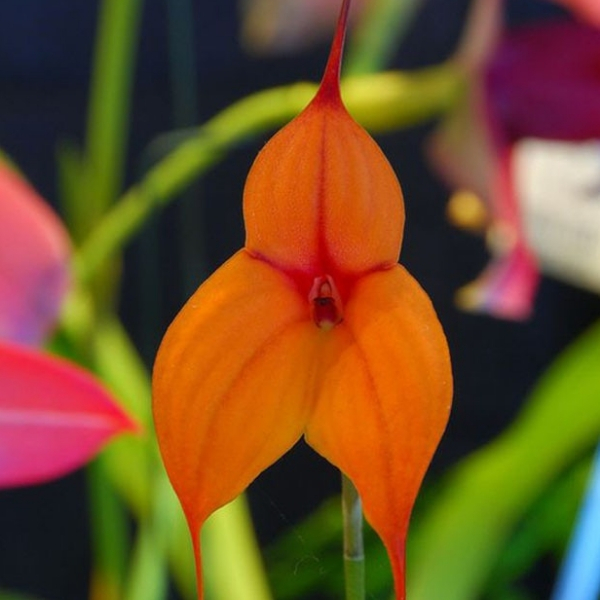 populares tipos de orquideas masdevallia