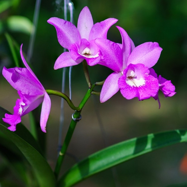 populares tipos de orquideas rainha nordeste