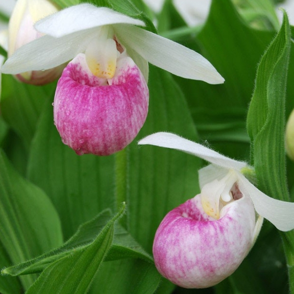 populares tipos de orquideas sapatinho