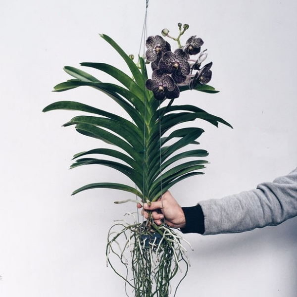 populares tipos de orquideas vanda