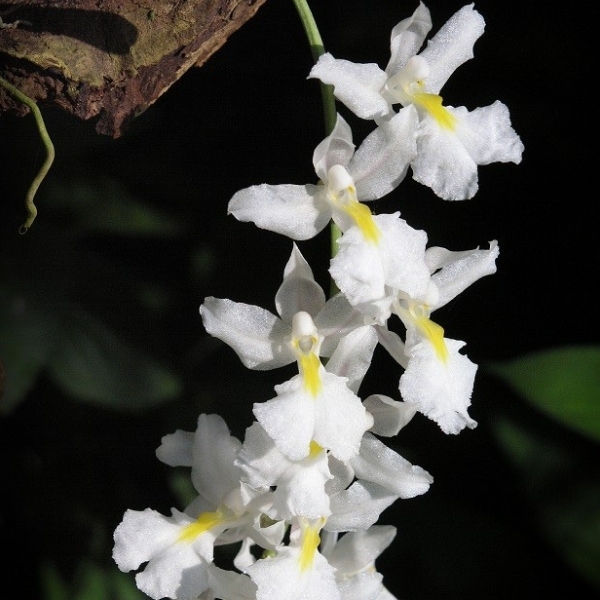 populares tipos de orquideas veu-noiva