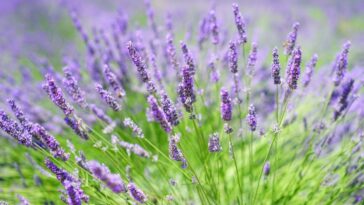 tipos de plantas que curam