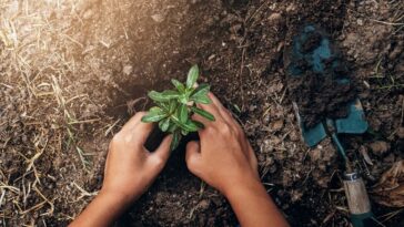 tipos de substratos para plantas