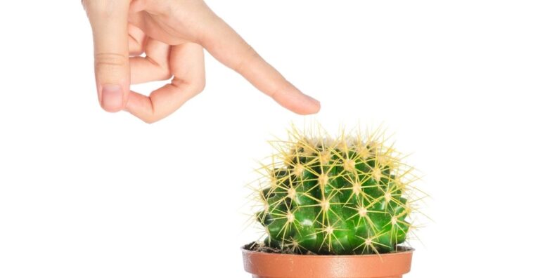 tirar espinho da pele