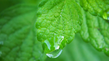 tomar chá de erva cidreira