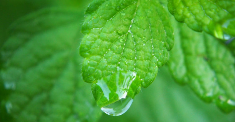 tomar chá de erva cidreira