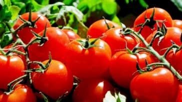 consumir tomate todo dia