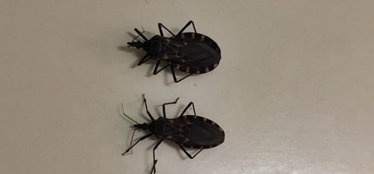 transmissão doença de chagas por inseto