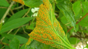 como tratar ferrugem nas plantas
