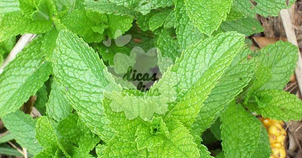 Como tratar verminoses com hortelã