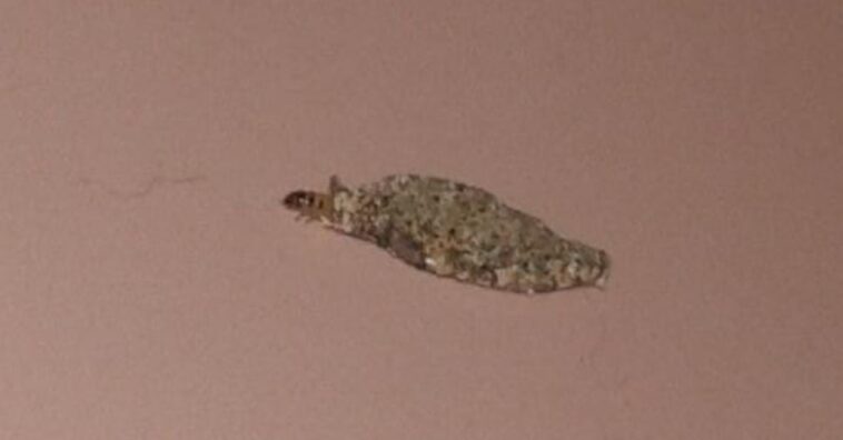 como evitar traça de roupa