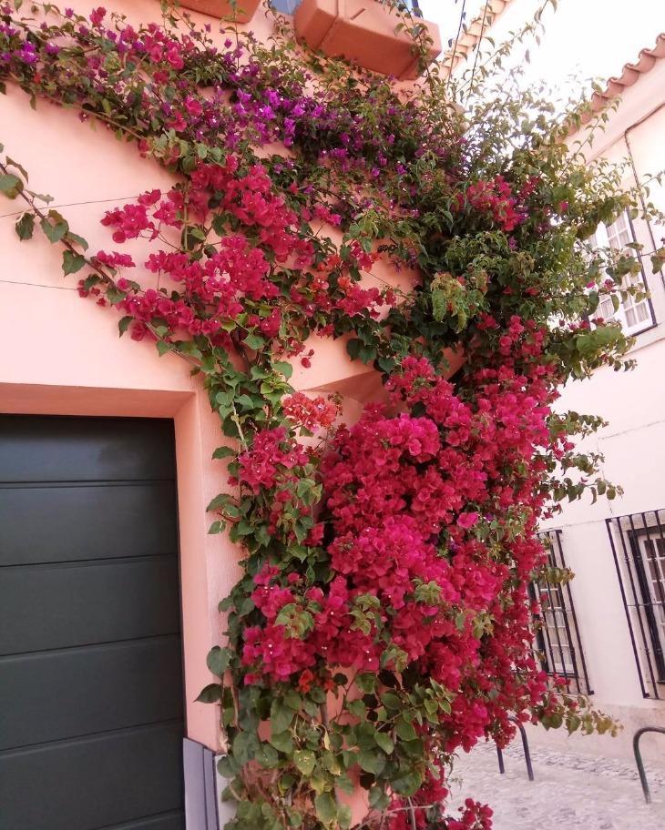flores rosas decorando a fachada
