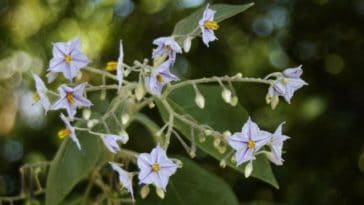 benefícios da jurubeba