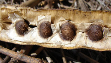 semente de moringa
