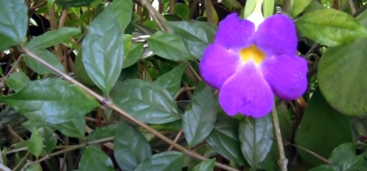 planta tumbérgia erecta