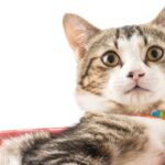 como fazer caixa de areia para gatos