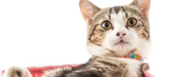 como fazer caixa de areia para gatos