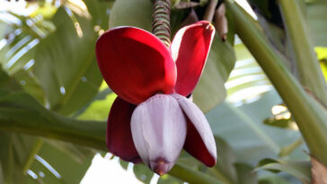 umbigo de banana como fazer