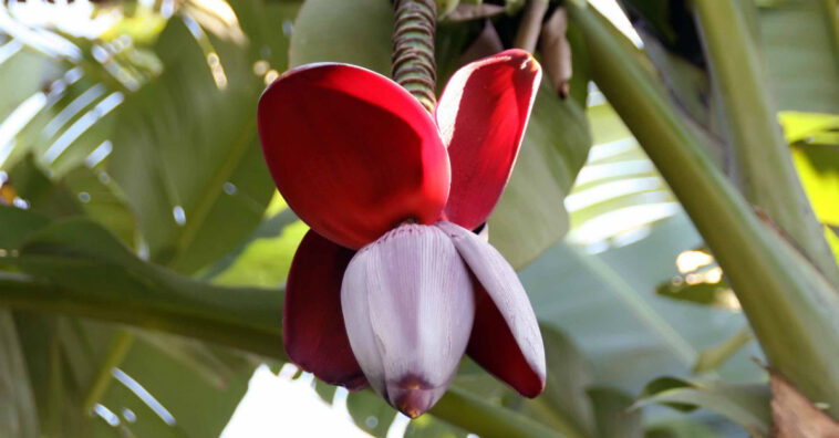 umbigo de banana como fazer