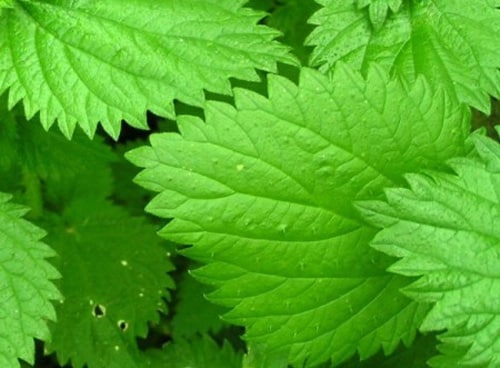 urtiga