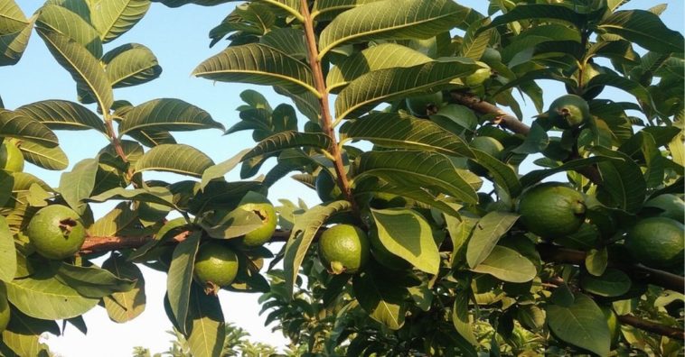 folha de goiaba para o cabelo