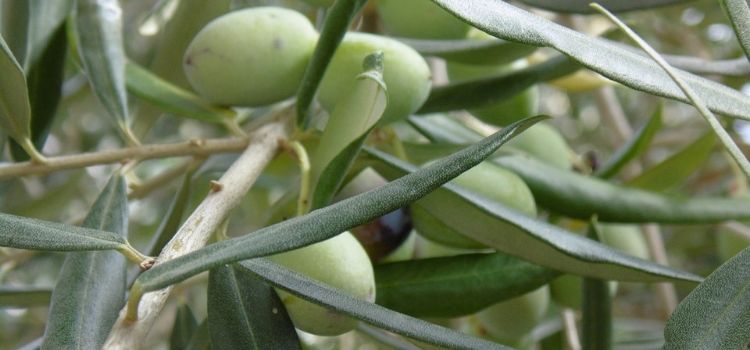 como usar folha de oliveira
