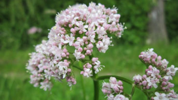 valeriana para ansiedade