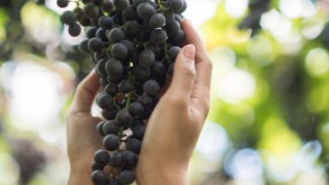 usos óleo de semente de uva