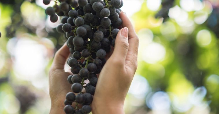 usos óleo de semente de uva