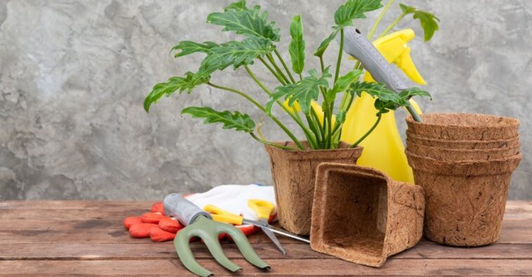 vaso de xaxim foi proibido substituir