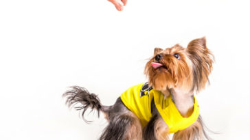 cachorro pode comer melão