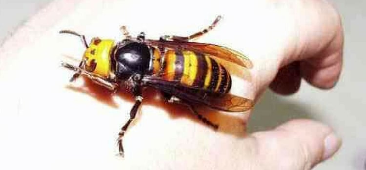 insetos perigosos mundo vespa japonesa