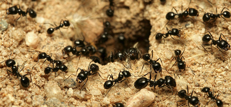 acabar com formigas