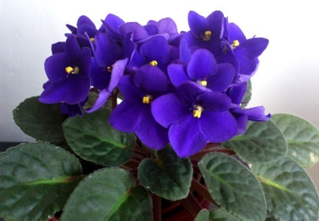 flores de sombra violeta