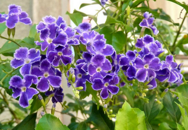 flor brasileira violeteira