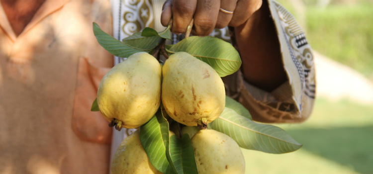 vitamina de goiaba receitas