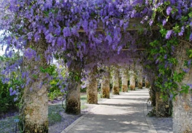 plantas para cerca viva viuvinha