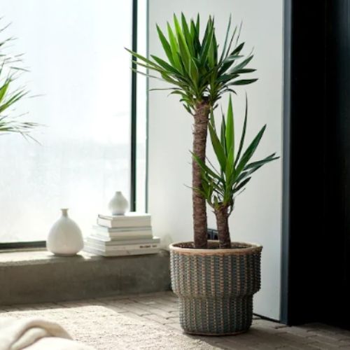 plantas ar condicionado yucca