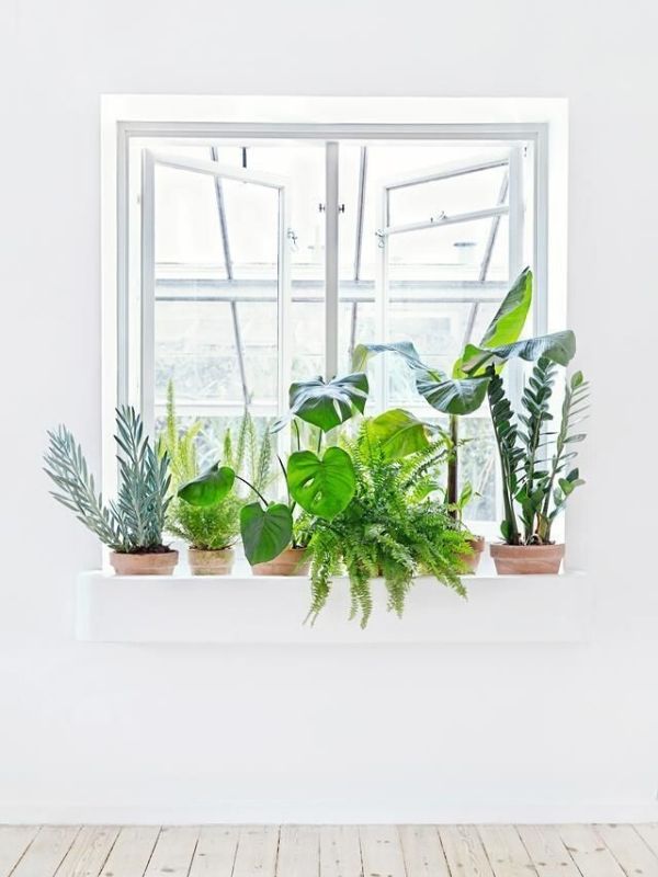 decoração com plantas na janela