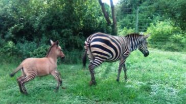 zebra engravida de um burro
