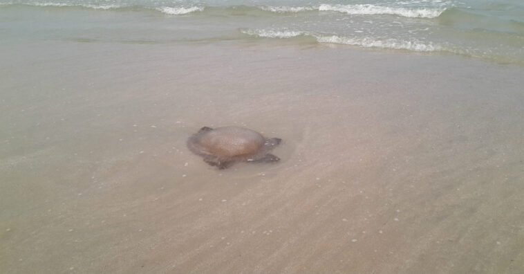 água-viva e caravela