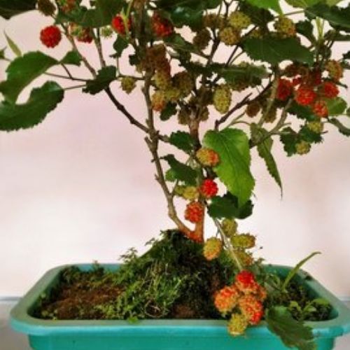 tipos de árvores frutíferas em vasos amora