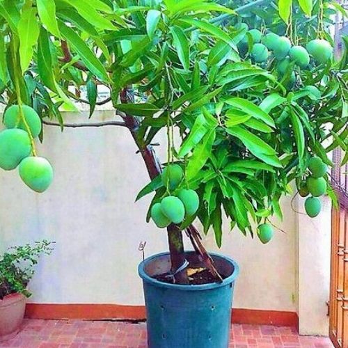 melhores árvores frutíferas em vasos manga