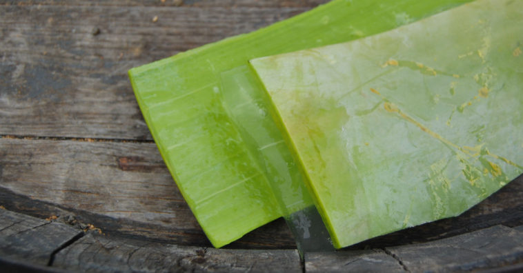 óleo de babosa caseiro