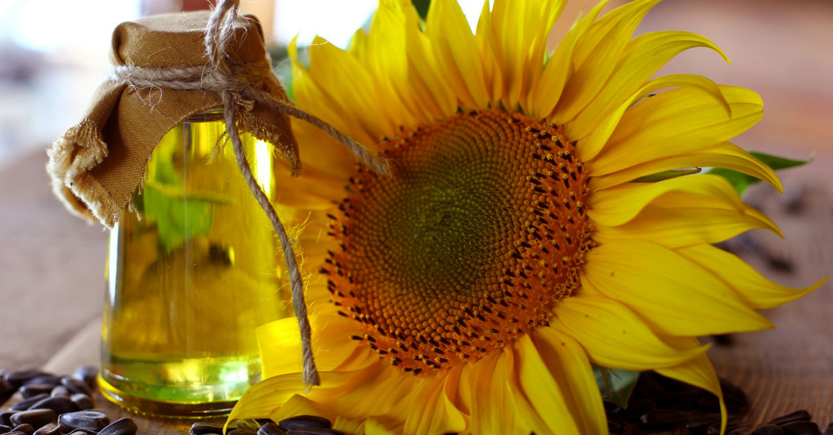 óleo de girassol para estrias